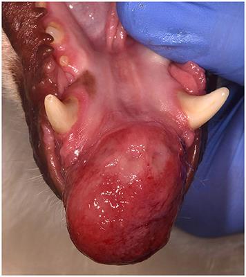 Desmoplastic histological subtype of ameloblastoma in 16 dogs